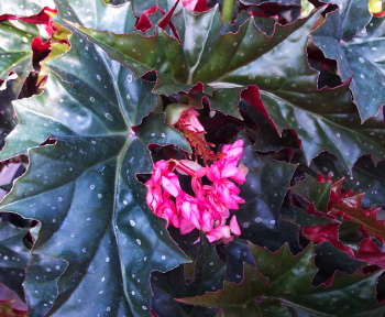 B. ‘Rose Daggers’